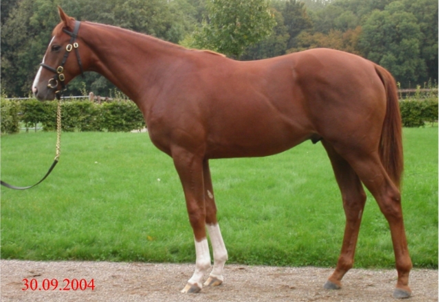 Bright Sparky as yearling