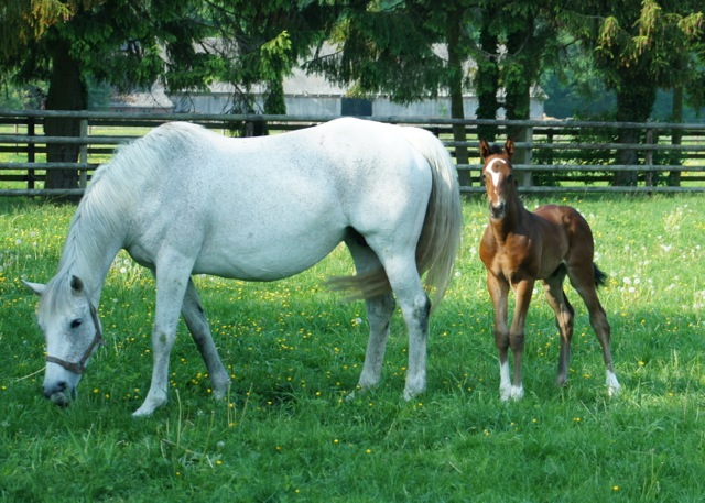 Zephyrine with her last foal Zilber Zephyrine with her last foal Zilber